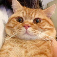 请叫哥小纯洁