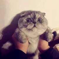  徐奥林