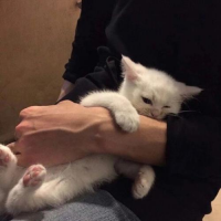  小南蛮
