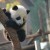  lovepanda