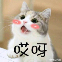  猫小闹