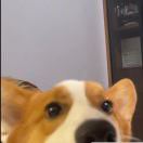 李博leo