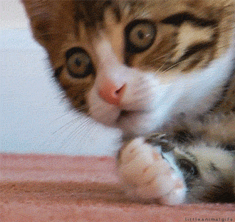 微信图片_20200306104106.gif